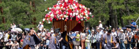 Aoi Matsuri