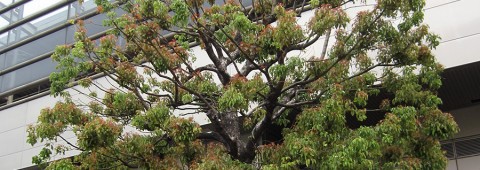 En bra bit till Japan