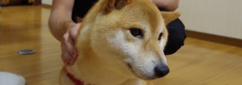 Tripp, trapp, trull~